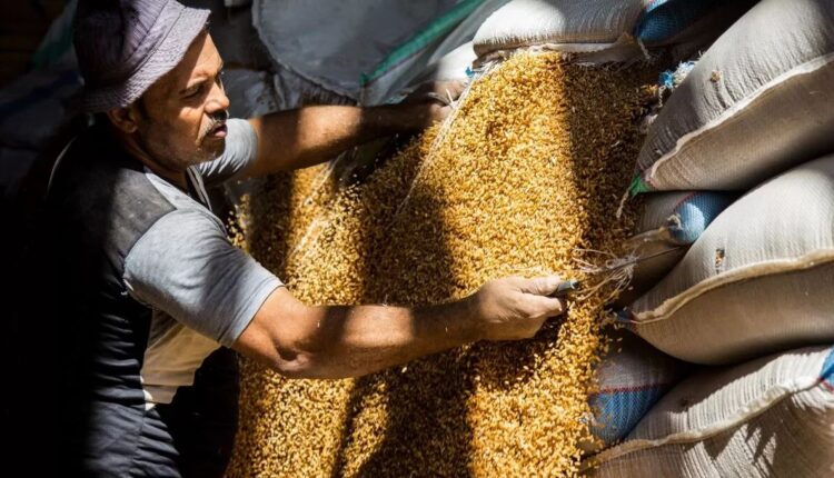 توريد القمح